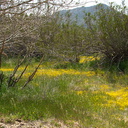 Lasthenia-californica-goldfields-carpet-S-S2-nr-Hwy78-Anza-Borrego-2010-03-29-IMG 4095