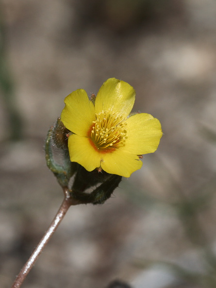 Mentzelia-albicaulis-small-flowered-blazing-star-Morteros-Anza-Borrego-2010-03-29-IMG_0057.jpg