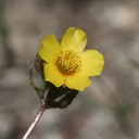 Mentzelia-albicaulis-small-flowered-blazing-star-Morteros-Anza-Borrego-2010-03-29-IMG 0057