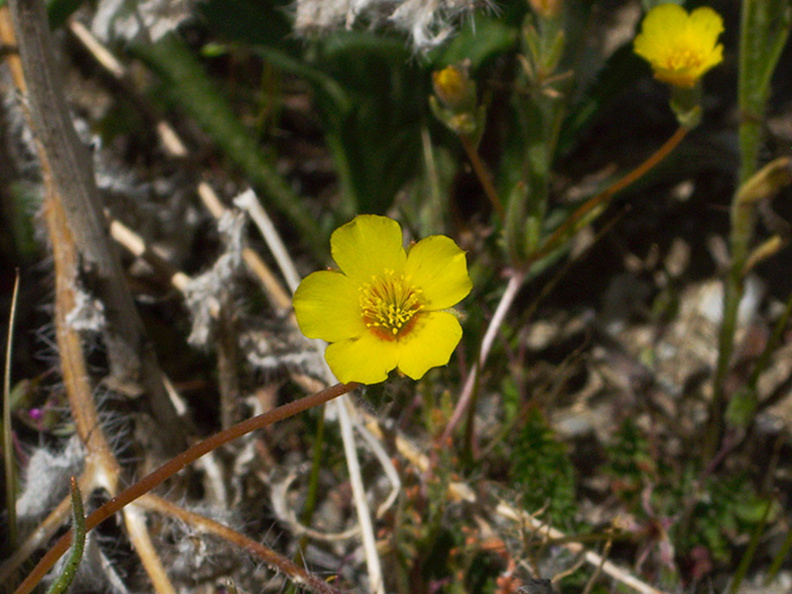 Mentzelia-albicaulis-small-flowered-blazing-star-Morteros-Anza-Borrego-2010-03-29-IMG_4105.jpg