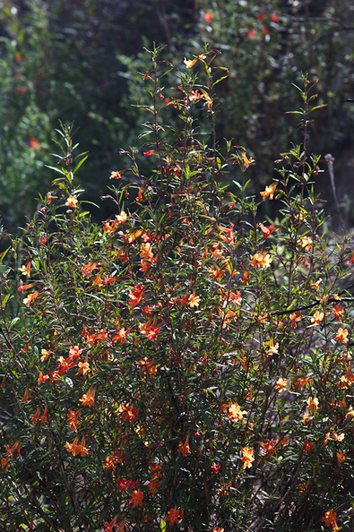 Mimulus-puniceus-red-sticky-monkeyflower-Hwy78-nr-Anza-Borrego-2010-03-29-IMG_0039.jpg