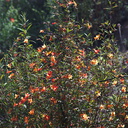 Mimulus-puniceus-red-sticky-monkeyflower-Hwy78-nr-Anza-Borrego-2010-03-29-IMG 0039
