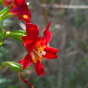 Mimulus-puniceus-red-sticky-monkeyflower-Hwy78-nr-Anza-Borrego-2010-03-29-IMG 4059