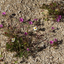 Nama-demissum-purple-mat-Blair-Valley-pictographs-Anza-Borrego-2010-03-29-IMG 4177