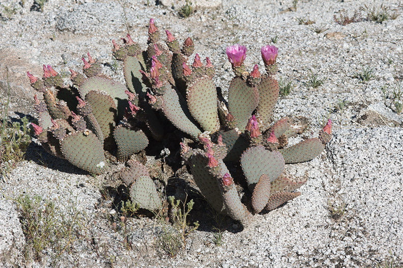 Opuntia-basilaris-beavertail-cactus-Mountain-Palm-Springs-Anza-Borrego-2010-03-30-IMG 0139