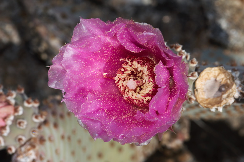 Opuntia-basilaris-beavertail-cactus-Mountain-Palm-Springs-Anza-Borrego-2010-03-30-IMG 0144