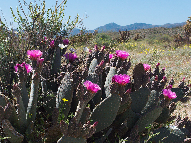 Opuntia-basilaris-beavertail-cactus-Mountain-Palm-Springs-Anza-Borrego-2010-03-30-IMG 4285