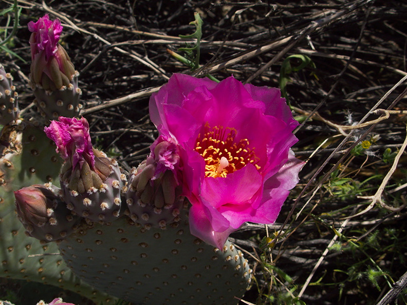 Opuntia-basilaris-beavertail-cactus-Mountain-Palm-Springs-Anza-Borrego-2010-03-30-IMG_4288.jpg