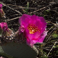 Opuntia-basilaris-beavertail-cactus-Mountain-Palm-Springs-Anza-Borrego-2010-03-30-IMG 4288