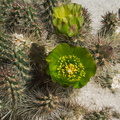 Opuntia-californica-snake-cholla-Mountain-Palm-Springs-Anza-Borrego-2010-03-30-IMG 4289