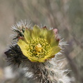 Opuntia-echinocarpa-silver-cholla-Mountain-Palm-Springs-Anza-Borrego-2010-03-30-IMG 0167
