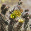 Opuntia-echinocarpa-silver-cholla-Mountain-Palm-Springs-Anza-Borrego-2010-03-30-IMG 0171