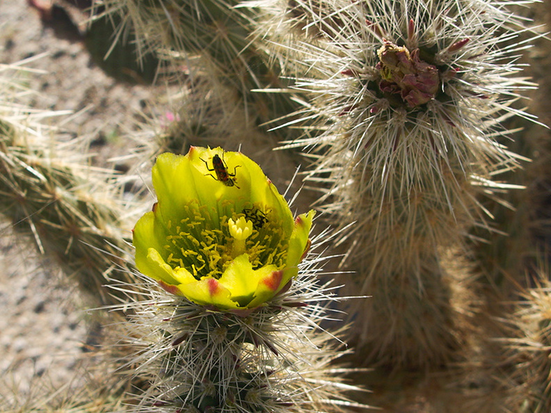 Opuntia-echinocarpa-silver-cholla-Mountain-Palm-Springs-Anza-Borrego-2010-03-30-IMG_4247.jpg