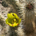 Opuntia-echinocarpa-silver-cholla-Mountain-Palm-Springs-Anza-Borrego-2010-03-30-IMG 4247