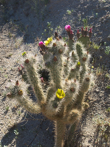 Opuntia-echinocarpa-silver-cholla-Mountain-Palm-Springs-Anza-Borrego-2010-03-30-IMG_4248.jpg