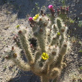Opuntia-echinocarpa-silver-cholla-Mountain-Palm-Springs-Anza-Borrego-2010-03-30-IMG 4248