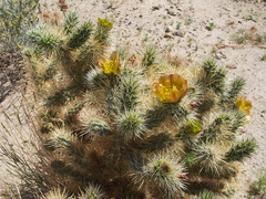 Opuntia-echinocarpa-silver-cholla-nr-Slot-Canyon-Anza-Borrego-2010-03-30-IMG 4328