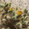 Opuntia-echinocarpa-silver-cholla-nr-Slot-Canyon-Anza-Borrego-2010-03-30-IMG 4328