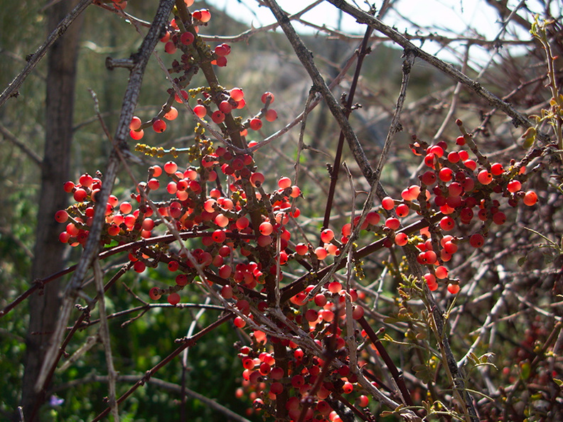 Phoradendron-californicum-berries-on-Prosopis-Blair-Valley-pictographs-Anza-Borrego-2010-03-29-IMG 4181