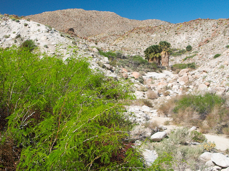 Prosopis-glandulosa-mesquite-and-palm-grove-Mountain-Palm-Springs-Anza-Borrego-2010-03-30-IMG 4272