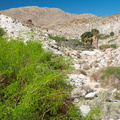Prosopis-glandulosa-mesquite-and-palm-grove-Mountain-Palm-Springs-Anza-Borrego-2010-03-30-IMG 4272