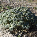 Psathyrotes-ramosissima-turtleback-leaves-Mountain-Palm-Springs-Anza-Borrego-2010-03-30-IMG 4234