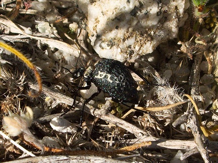 beetle-with-pitted-bw-elytra-Mountain-Palm-Springs-Anza-Borrego-2010-03-30-IMG 4226