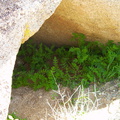 ferns-in-the-desert-Blair-Valley-pictographs-Anza-Borrego-2010-03-29-IMG 4155