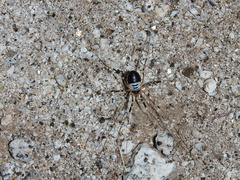 indet-banded-spider-Mountain-Palm-Springs-Anza-Borrego-2010-03-29-IMG 0108