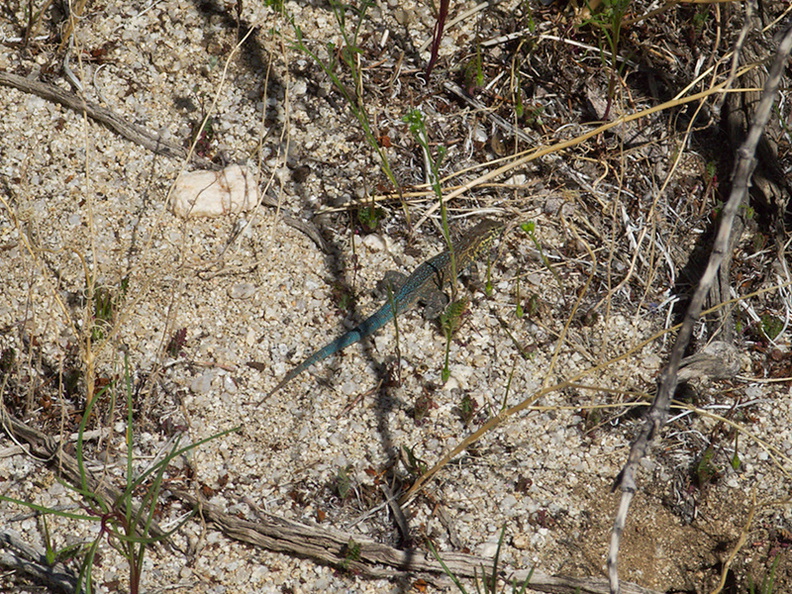 lizard-turquoise-tailed-Uta-stansburiana-elegans-Blair-Valley-pictographs-Anza-Borrego-2010-03-29-IMG_4157.jpg