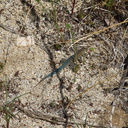 lizard-turquoise-tailed-Uta-stansburiana-elegans-Blair-Valley-pictographs-Anza-Borrego-2010-03-29-IMG 4157