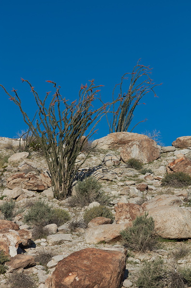 ocotillo-cactus-hillside-nr-camp-Mountain-Palm-Springs-Anza-Borrego-2010-03-30-IMG_0129.jpg
