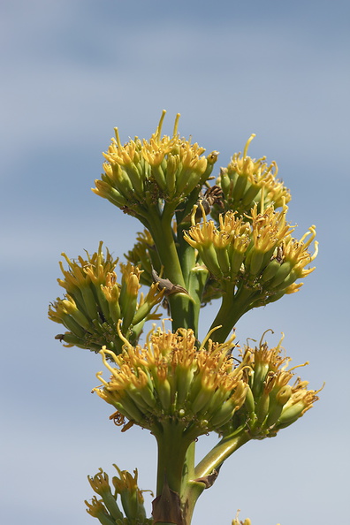 Agave-deserti-flowering-Hwy-S2-toward-Palm-Springs-2011-03-17-IMG_1849.jpg