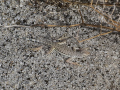 Callisaurus-draconoides-zebra-tailed-lizard-Palm-Springs-2011-03-17-IMG 7420