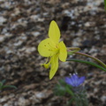 Camissonia-californica-suncup-Blair-Valley-2011-03-17-IMG 7313