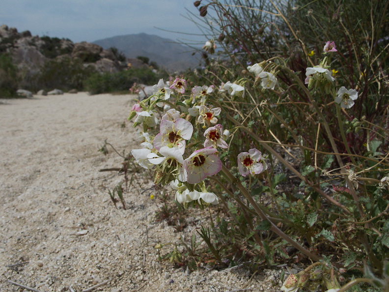 Camissonia-claviformis-browneyed-primrose-pictograph-trail-Blair-Valley-2011-03-17-IMG 7394