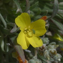 Camissonia-pallida-ssp-hallii-detail-with-bug-Halls-suncup-pictograph-trail-Blair-Valley-2011-03-17-IMG 1848 v2 v2