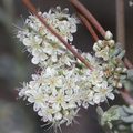 Eriogonum-fasciculatum-California-buckwheat-Blair-Valley-2011-03-17-IMG 1829