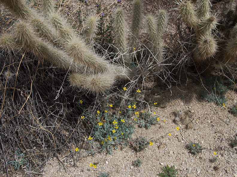 Eschscholzia-minutiflora-pygmy-goldenpoppy-pictograph-trail-Blair-Valley-2011-03-17-IMG_7400.jpg