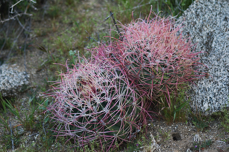 Ferocactus-cylindraceus-barrel-cactus-Blair-Valley-2011-03-18-IMG_1872.jpg