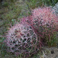 Ferocactus-cylindraceus-barrel-cactus-Blair-Valley-2011-03-18-IMG 1872