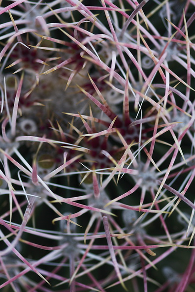 Ferocactus-cylindraceus-barrel-cactus-Blair-Valley-2011-03-18-IMG_1873.jpg