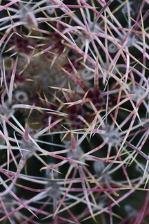 Ferocactus-cylindraceus-barrel-cactus-Blair-Valley-2011-03-18-IMG 1873