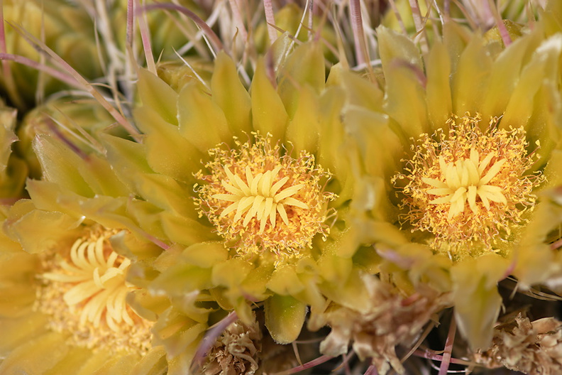 Ferocactus-cylindraceus-barrel-cactus-flowers-Hwy-S2-toward-Palm-Springs-2011-03-17-IMG_1854.jpg