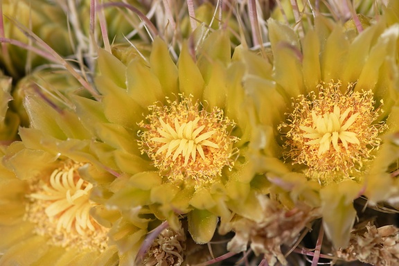 Ferocactus-cylindraceus-barrel-cactus-flowers-Hwy-S2-toward-Palm-Springs-2011-03-17-IMG 1854
