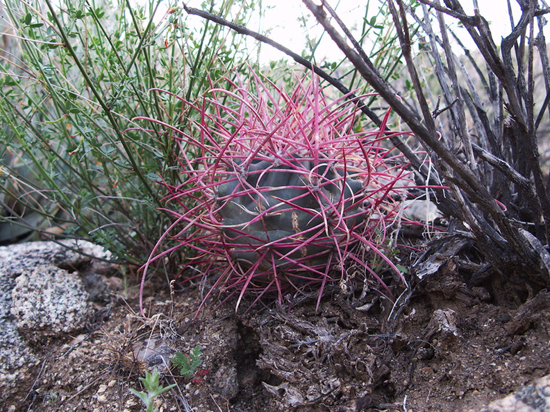 Ferocactus-cylindraceus-barrel-cactus-young-plant-Blair-Valley-2011-03-18-IMG_7431.jpg