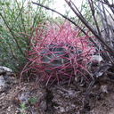 Ferocactus-cylindraceus-barrel-cactus-young-plant-Blair-Valley-2011-03-18-IMG 7431