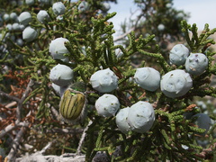 Juniperus-californica-cones-pictograph-trail-Blair-Valley-2011-03-17-IMG 7372
