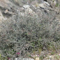 Krameria-erecta-littleleaf-ratany-Blair-Valley-2011-03-17-IMG 1819