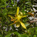 Larrea-tridentata-creosote-bush-flower-pictograph-trail-Blair-Valley-2011-03-17-IMG 7397